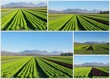 plantation de salades