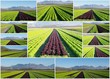 plantation de salades