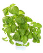 Fresh green basil plant