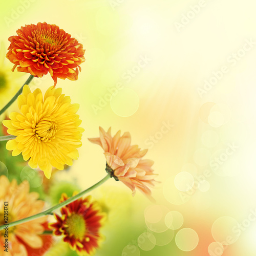 Photo: Colorful mums flowers on warm bokeh background Colorful mums flowers on warm bokeh background