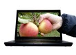 virtuelle apfelernte freigestellt virtuelle apfelernte freigestellt