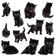 Black little kitten, collection, white background