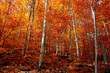herbst