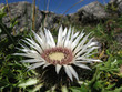Silberdistel im Gebirge