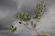 Ulivo bonsai