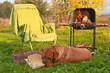 Dog Picnicing