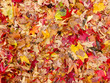 Buntes Herbstlaub