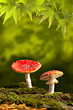 fly mushroom