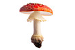 fly mushroom