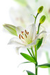 Foto: Beautiful lily flowers, isolated on white Beautiful lily flowers, isolated on white