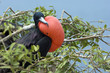 Fregatt Vogel