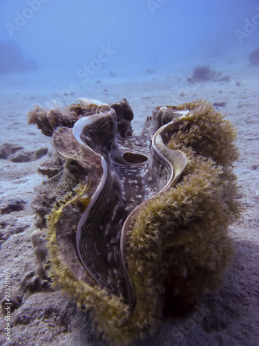 Photo: Riesenmuschel Riesenmuschel