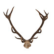 Horns of an animal