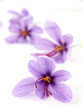 Close up of beautiful blue Saffron Crocus flowers