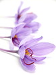 Close up of beautiful blue Saffron Crocus flowers