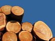 felled tree trunks