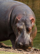 Hippopotame