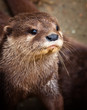Loutre