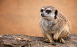 suricate 2