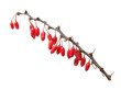 barberry