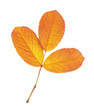 leaf