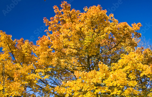 Photo : Dole (Jura) - Couleurs d'automne Dole (Jura) - Couleurs d'automne