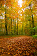 Herbstwald