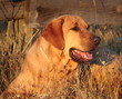 Broholmer Dogge