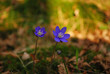 Cue of spring