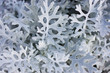 Photo: Abstract natural background Abstract natural background