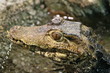 croc