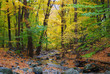 Autumn woods and creek
