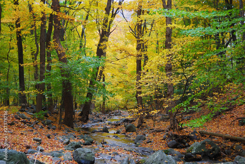 Photo: Autumn woods and creek Autumn woods and creek