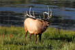 Majestic Bull Elk Bugling