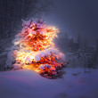 winter pine tree winter pine tree