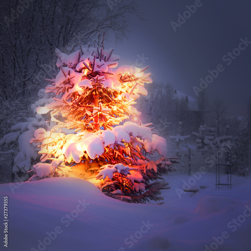 Photo: winter pine tree winter pine tree