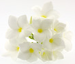 fleurs blanches de frangipanier fleurs blanches de frangipanier