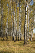 Autumnal forest Autumnal forest