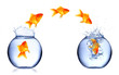 Jumping golden fish in phase movement