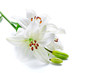 Foto: Beautiful lily flowers, isolated on white Beautiful lily flowers, isolated on white