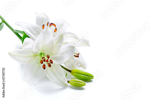 Foto: Beautiful lily flowers, isolated on white Beautiful lily flowers, isolated on white