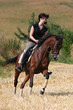 Galopp im Stoppelfeld