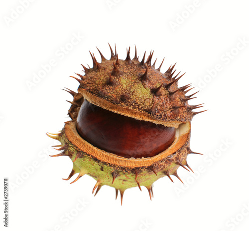 Photo: conker conker