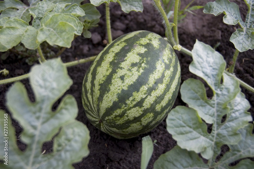 Photo: Watermelon. Watermelon.
