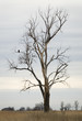 Freedom's Perch