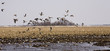 Pintail ducks