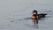 Wood Duck on South Dakota pond