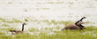Canada Geese Take Off