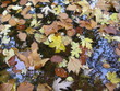 reflets d'automne