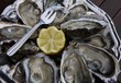degustation d'huitres